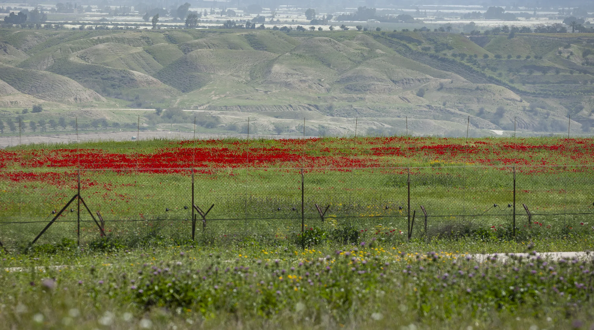 Red anemones growing behind a wire fence — Anemone coronaria, الحنون