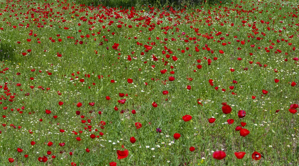 A field of red anemones in flower