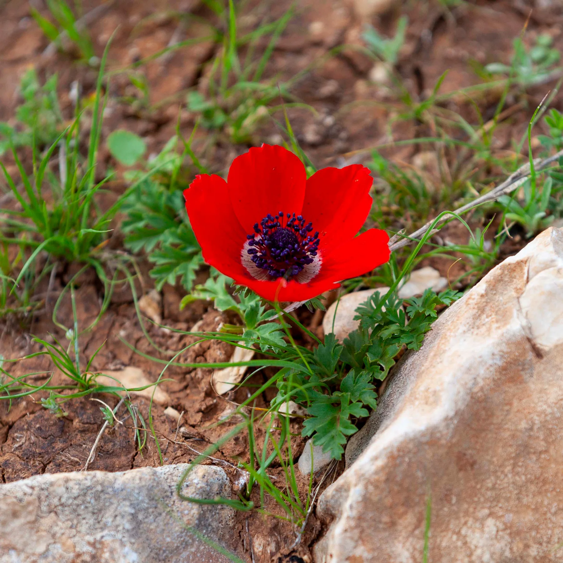 A single scarlet anemone growing from limestone, its centre dark violet ringed in white