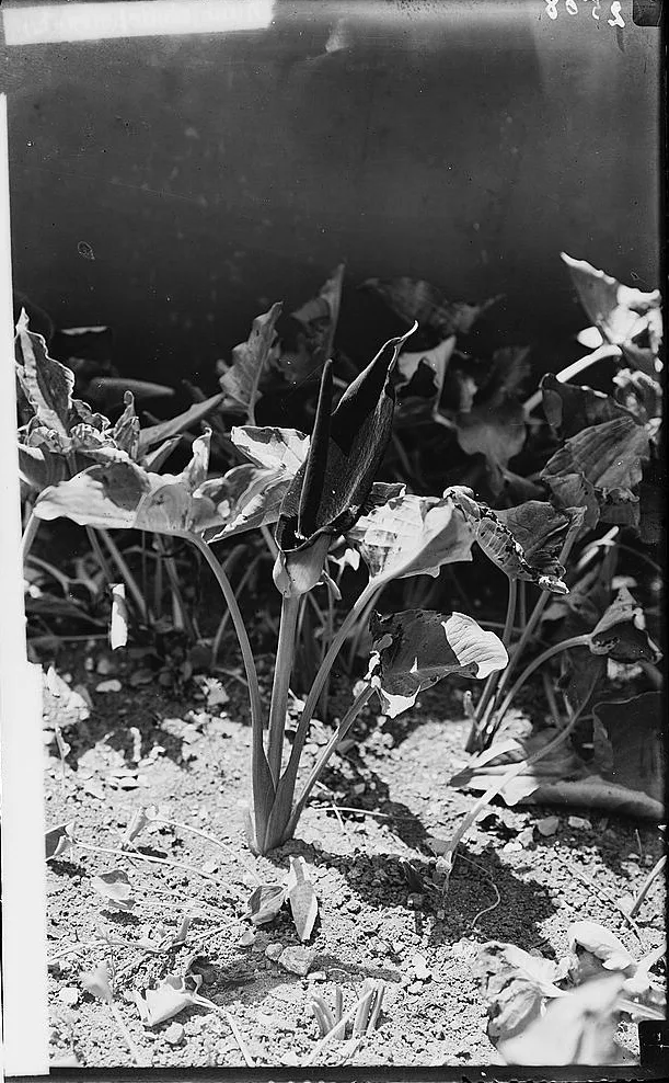 Glass-plate photograph from about 1900 of broad arrow-shaped arum leaves growing from stony soil — Arum palaestinum, لوف