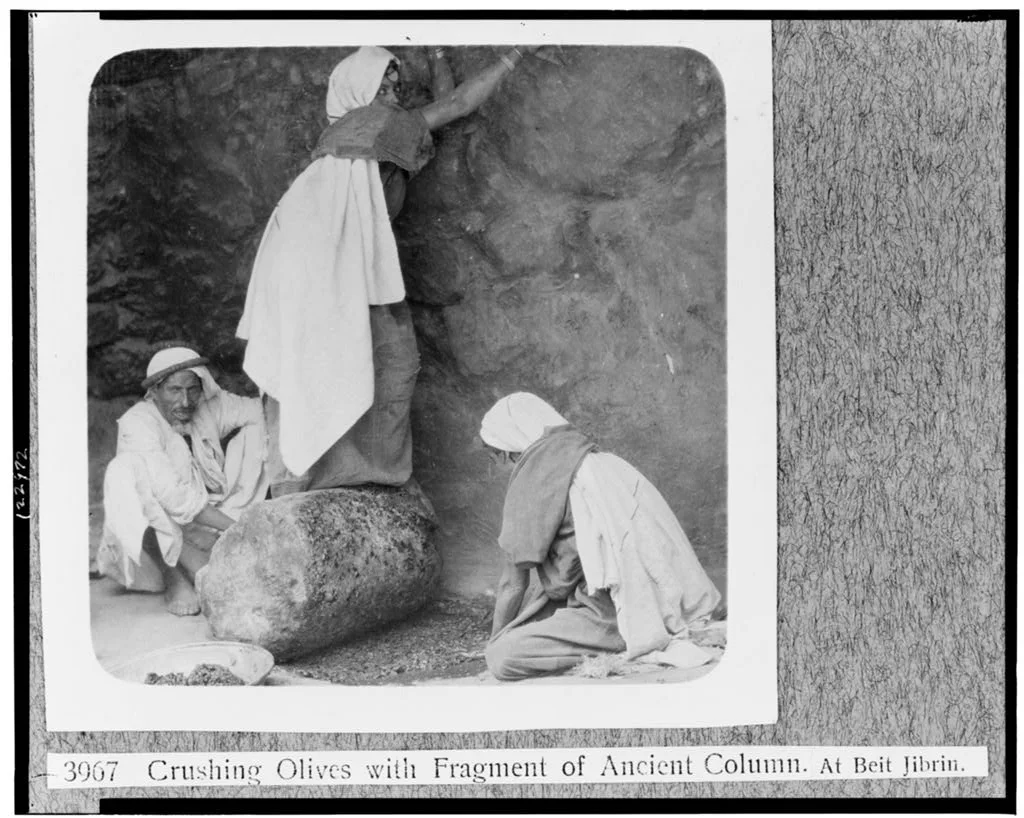 Photograph from between 1910 and 1933 of three Palestinians crushing olives with a fragment of an ancient stone column at Bayt Jibrin
