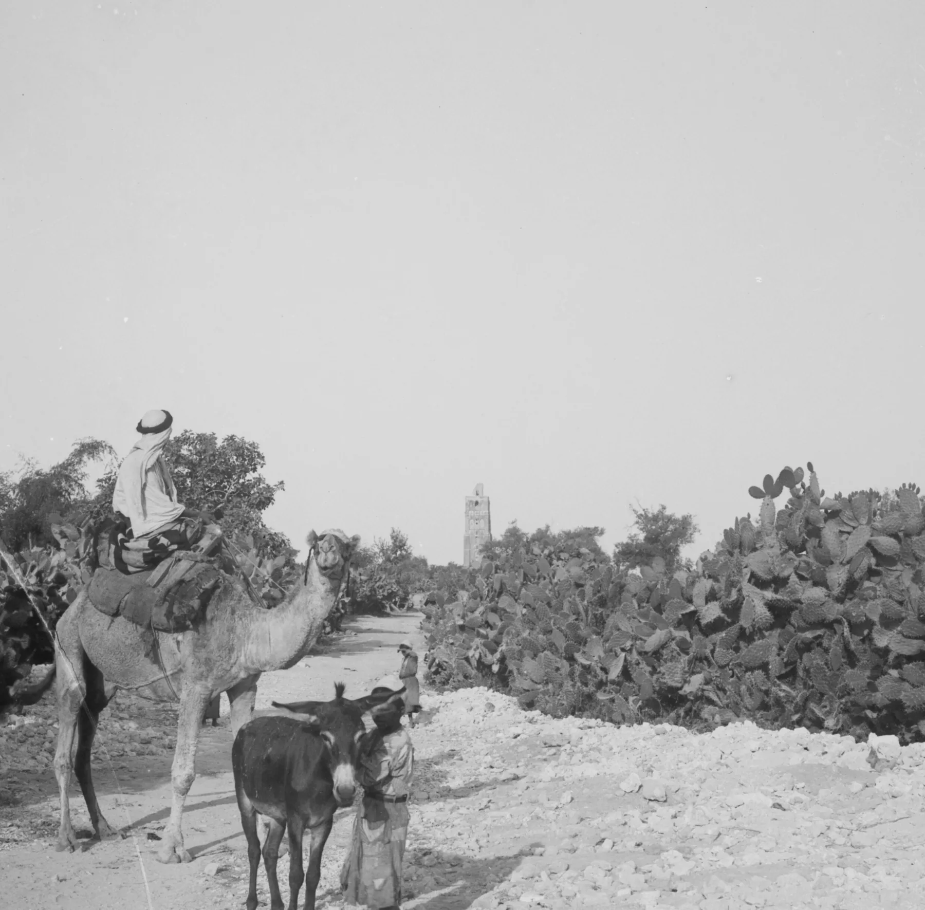 Photograph from about 1900 of a track between tall prickly pear hedges, with a camel and rider and a man with a donkey, and the tower of Ramleh in the distance
