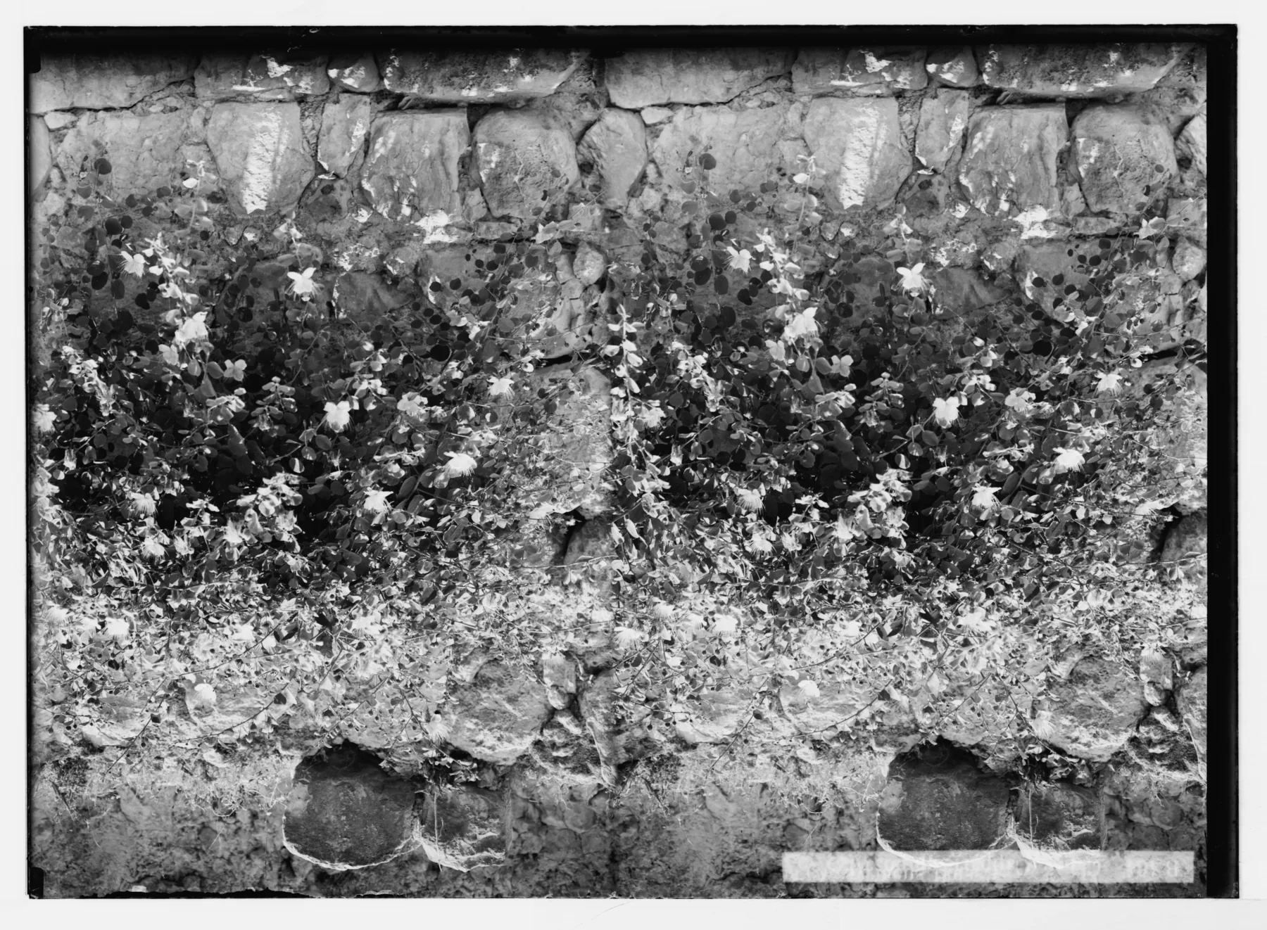 Glass-plate photograph from about 1900 of a caper plant in full flower growing horizontally out of the courses of a dressed stone wall