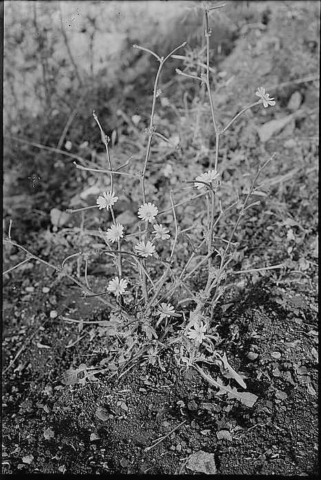 Glass-plate photograph from about 1900 of a straggling wild chicory plant with small daisy-like flowers on bare stony ground — Cichorium, هندباء