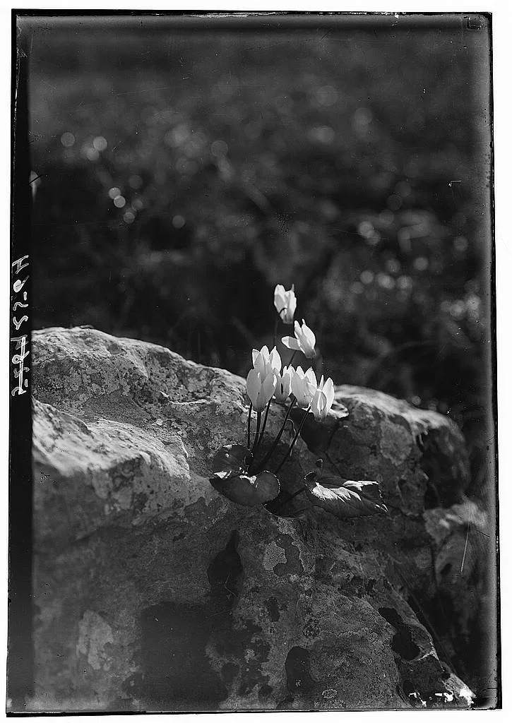 A glass-plate photograph from about 1900 of wild cyclamen in flower among rocks