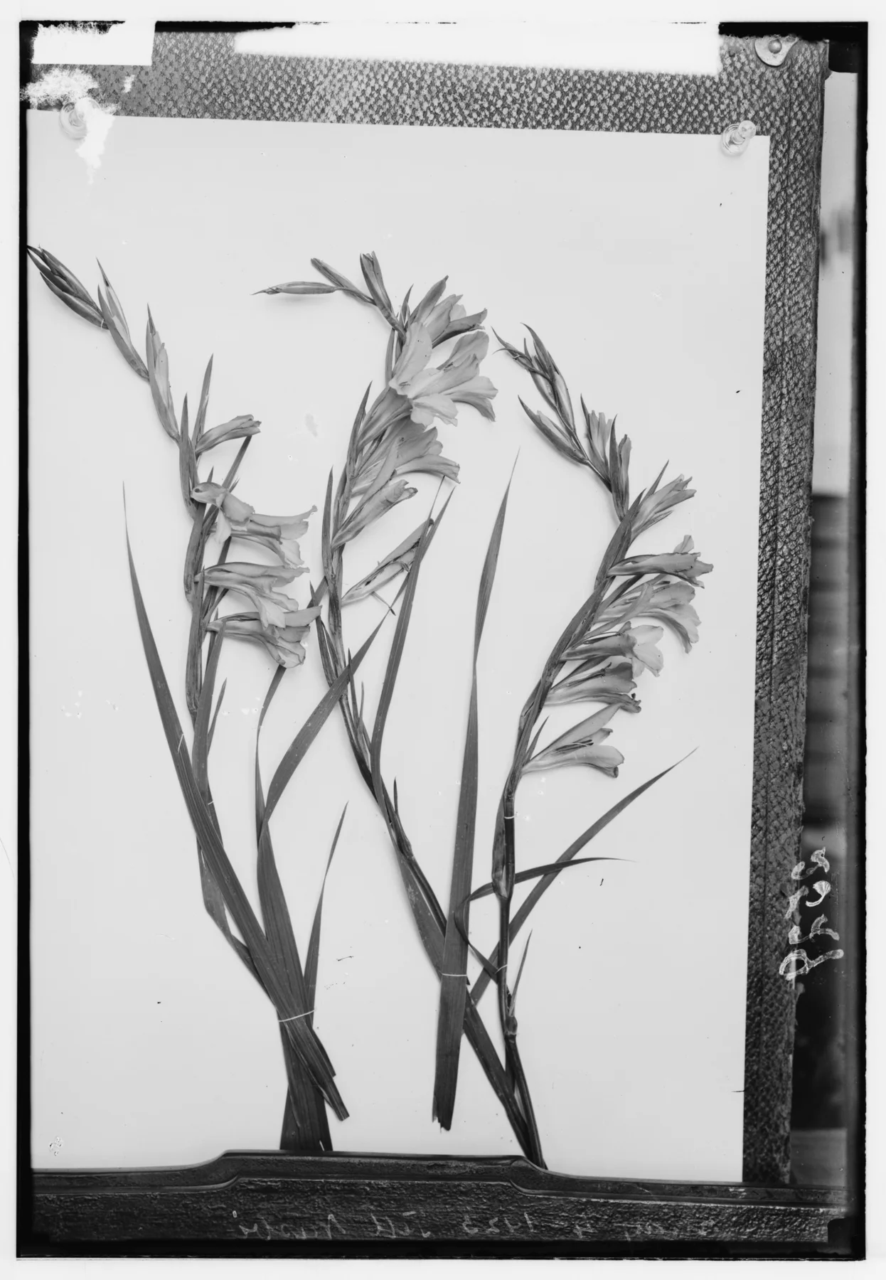 Glass-plate photograph of three cut gladiolus stems laid on a pale card, their bases tied with string, propped against a board on a workbench