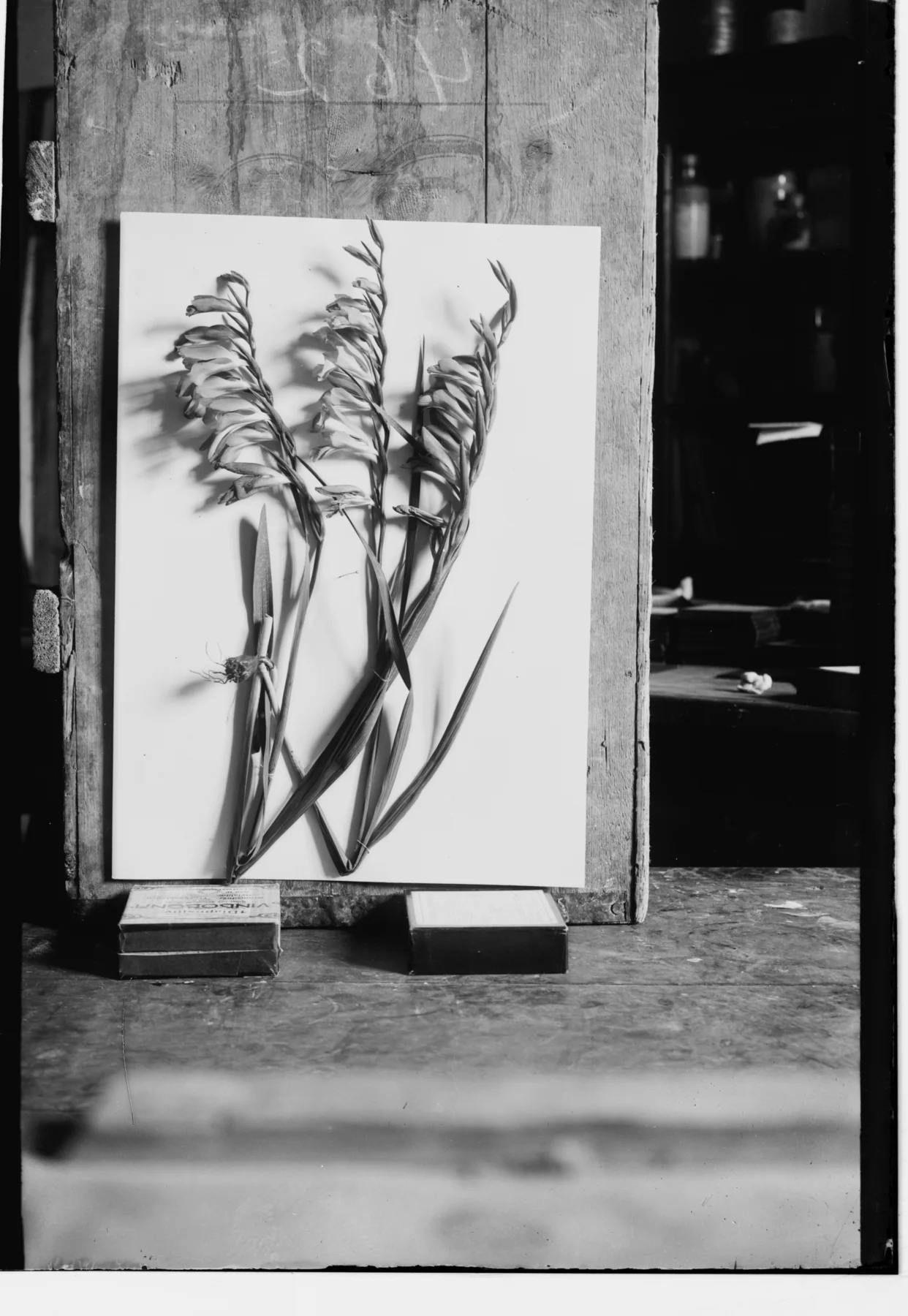 Glass-plate photograph showing cut gladiolus stems on a white card, the card propped in a wooden frame standing on two small boxes on a workbench, with dark shelves of bottles behind