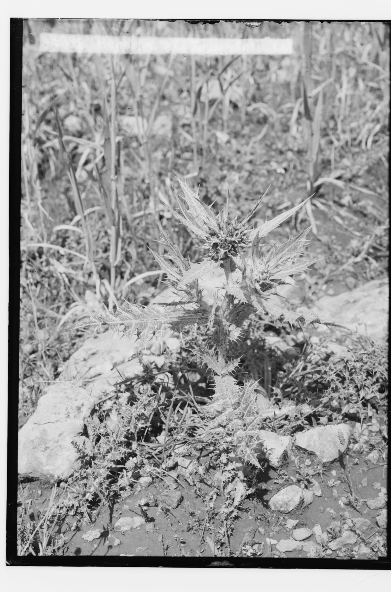 Glass-plate photograph of a spiny Gundelia thistle growing among stones and grass in a field — Gundelia tournefortii, عكّوب