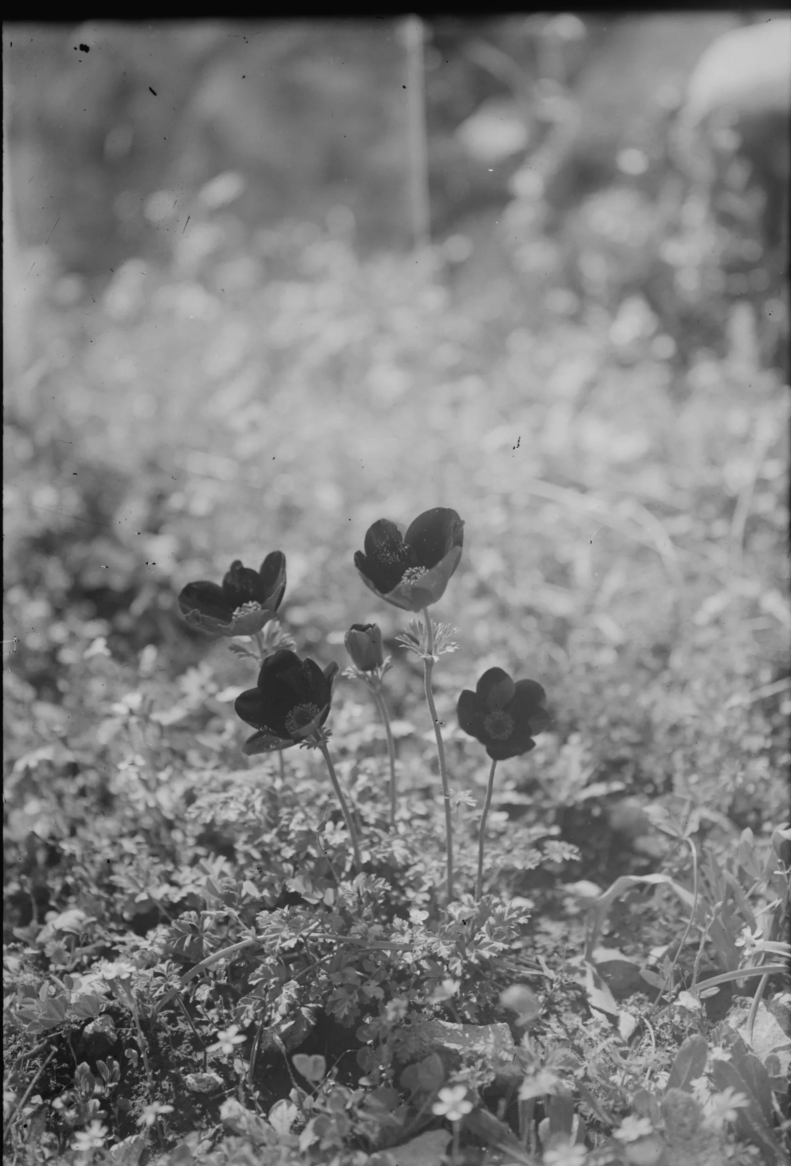 Glass-plate photograph from about 1900 of five dark anemones flowering in a spring meadow — Anemone coronaria, الحنون, captioned by the photographers as “Lily of the field”