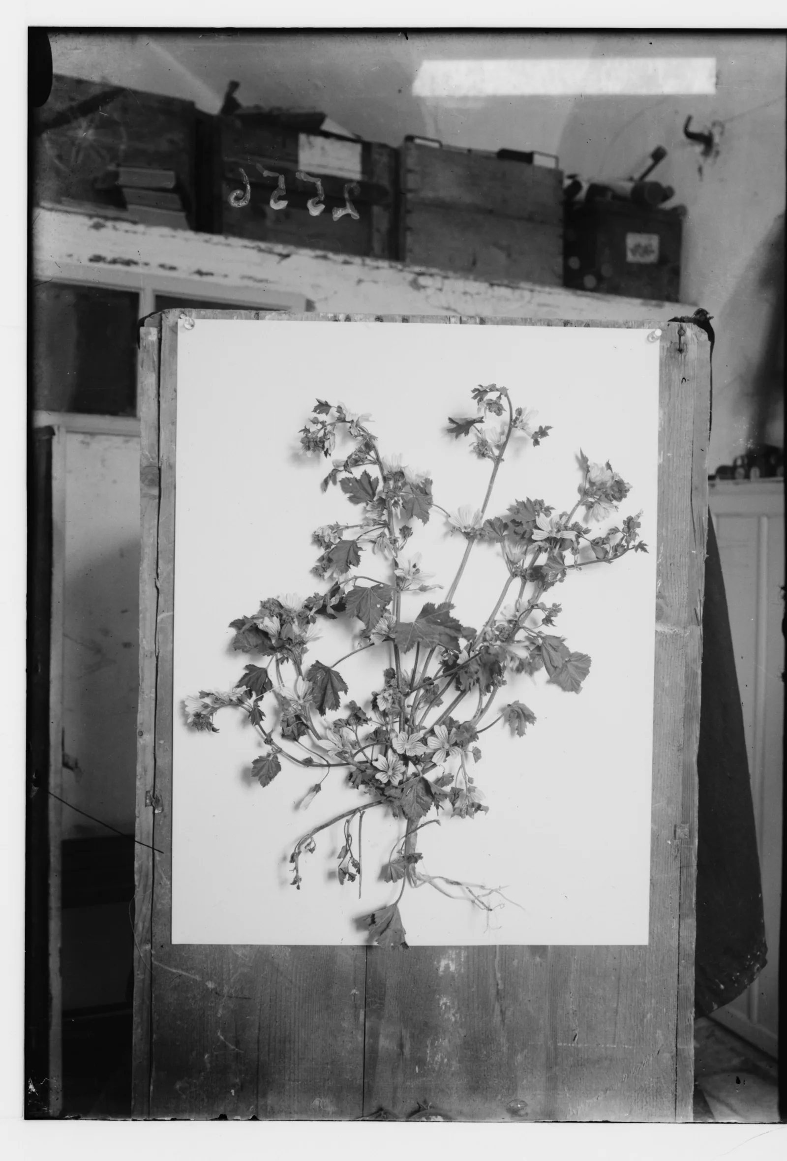 Glass-plate photograph of a mallow specimen with lobed leaves and pale flowers, pinned to a white board propped against a wooden bench — Malva sylvestris, خبيزة