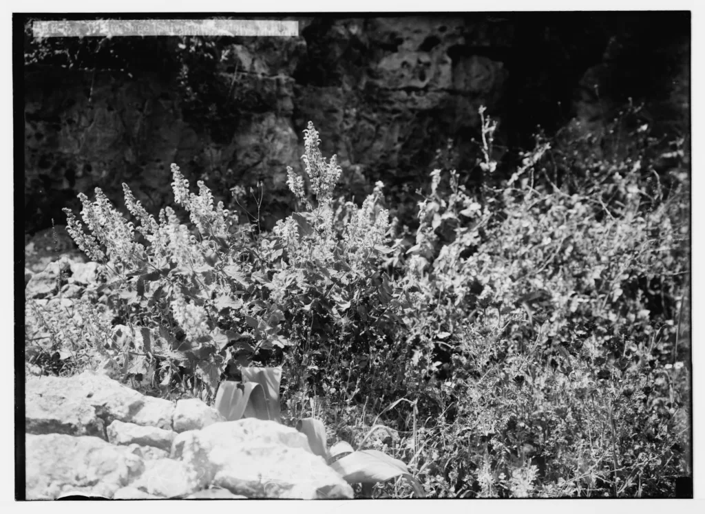 Glass-plate photograph of a flowering sage against rock