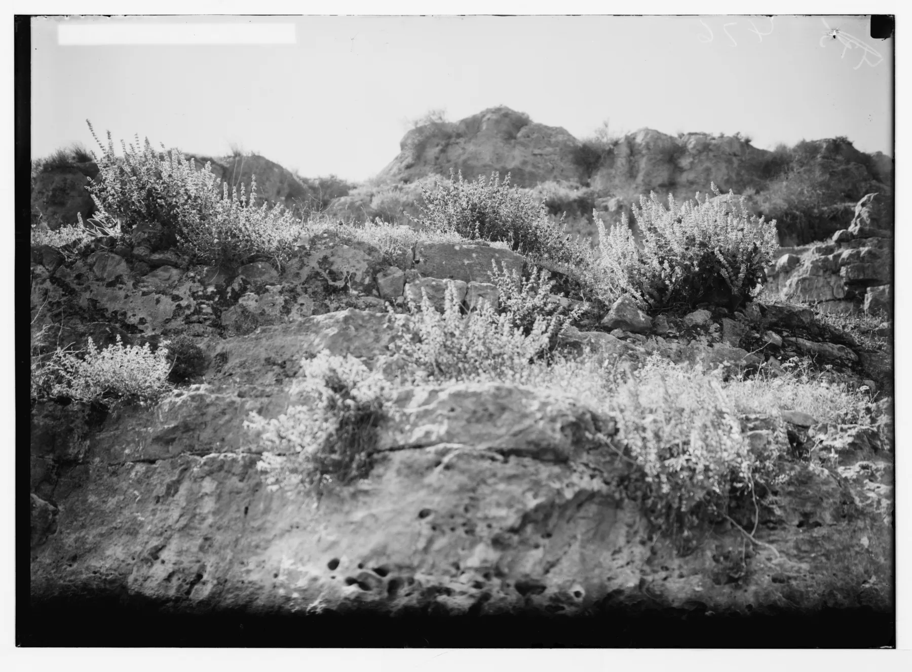 Glass-plate photograph from about 1900 of pale-flowered sage bushes growing out of limestone rock in Palestine