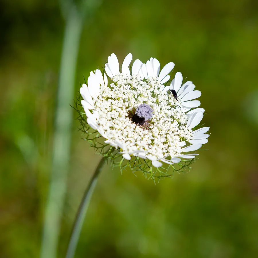 A wild carrot umbel with a single dark floret at its centre