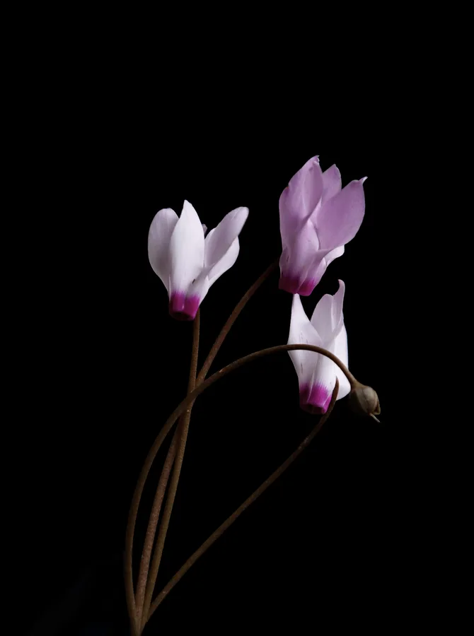 Three cyclamen flowers with swept-back white and magenta petals on curved stems, photographed against black — Cyclamen persicum, بخور مريم