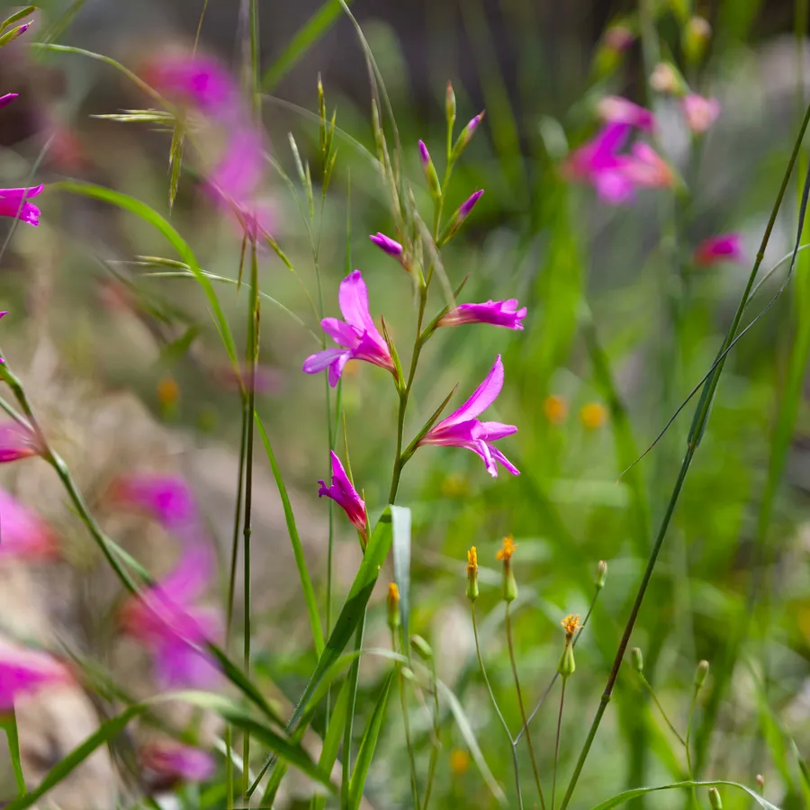 Wild gladiolus in magenta flower among grasses — Gladiolus italicus, سيف الغراب