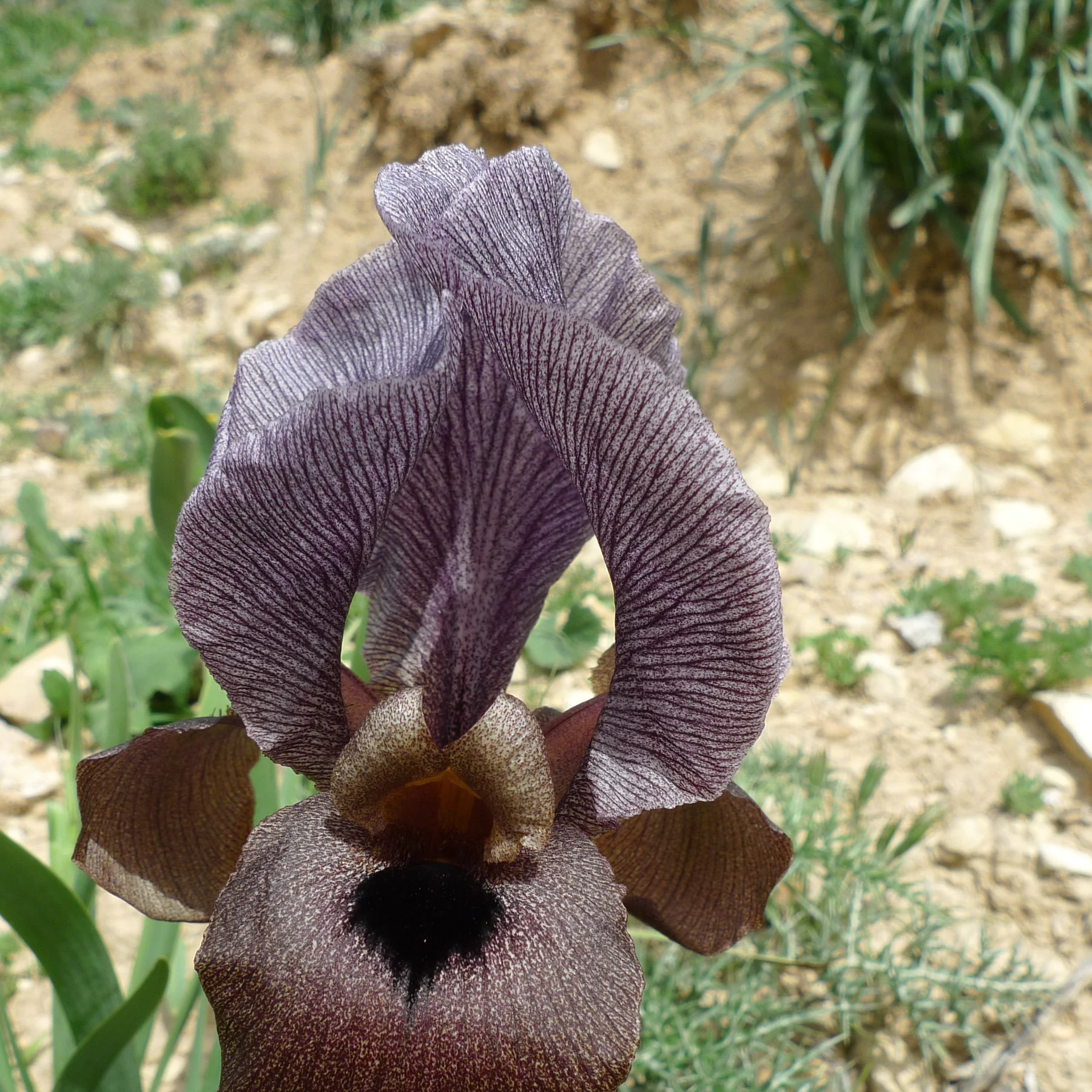 A single Iris haynei flower: three arching upper petals in dark purple, densely veined and dusted with fine pale dots, above a deep maroon lower petal carrying a near-black patch, سوسن فقوعة