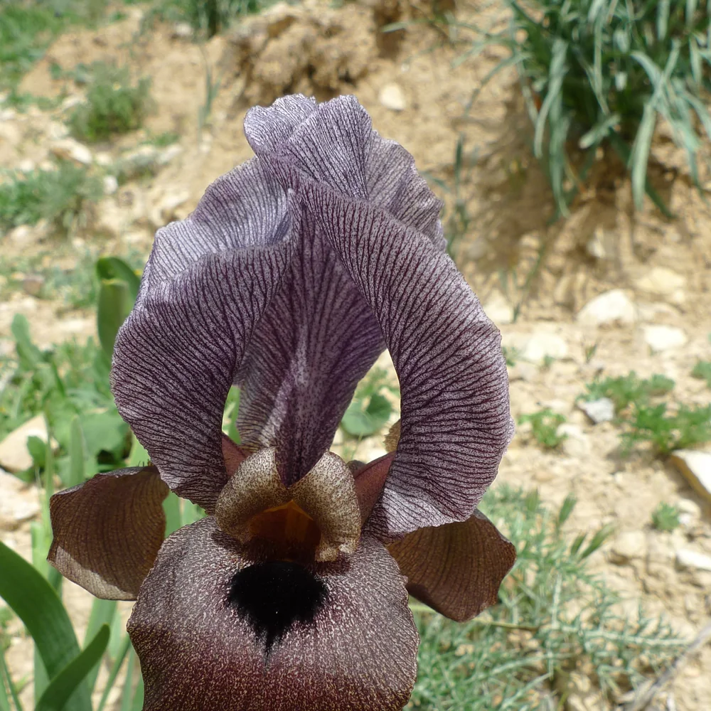 A single dark purple Iris haynei flower with a near-black patch on its lower petal, سوسن فقوعة