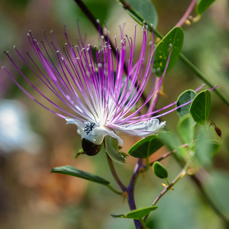 A caper flower with a wide brush of purple stamens