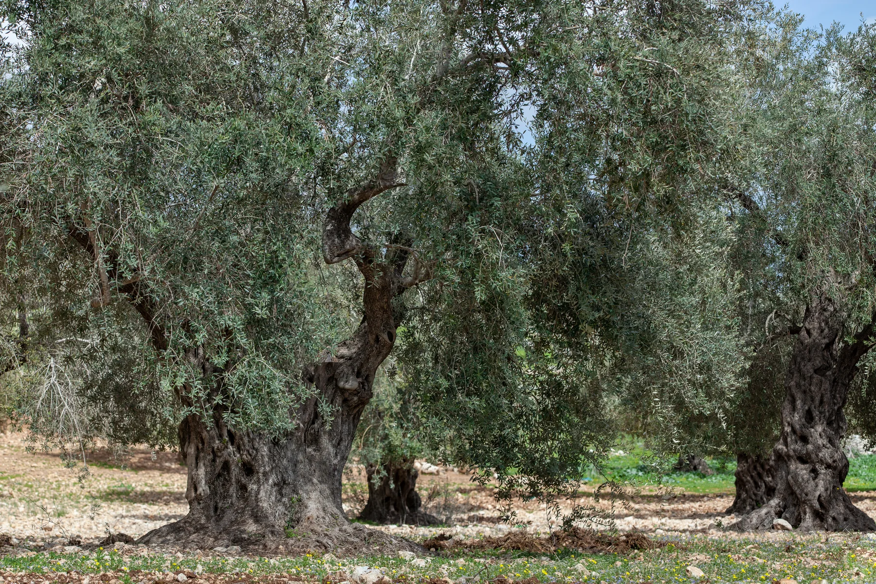 Ancient olive trees with massive hollowed trunks standing in a grove on stony ground