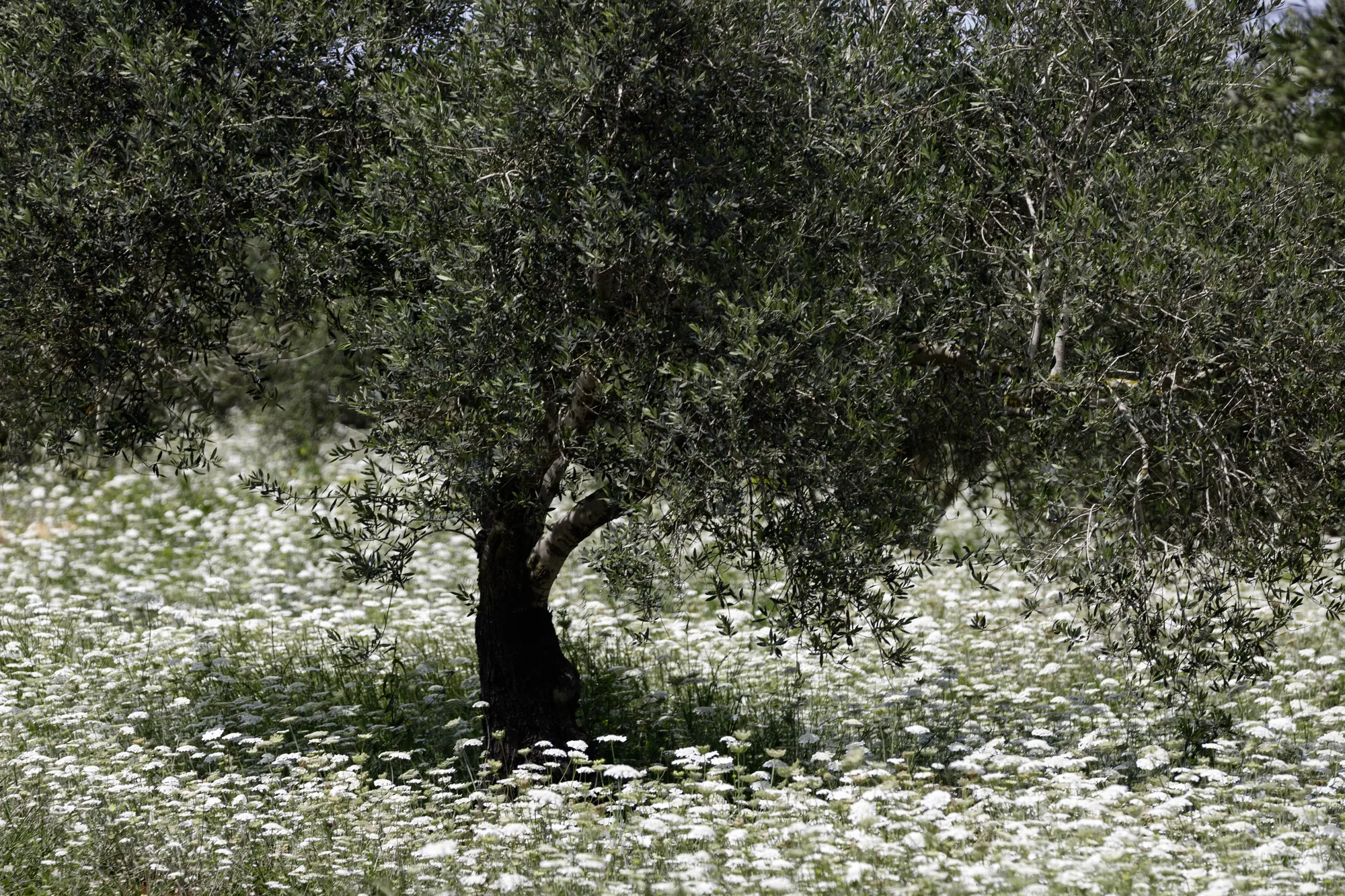 An ancient olive tree standing in a meadow of white chamomile in flower — Olea europaea, الزيتون