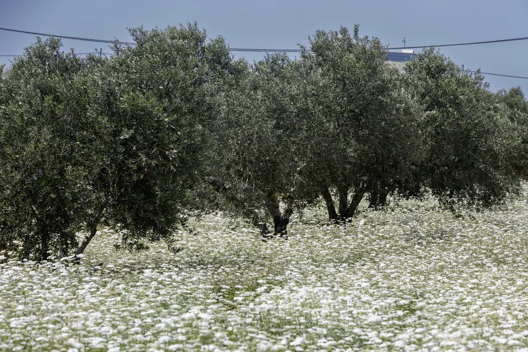 An olive grove with the ground beneath the trees carpeted in white chamomile in flower