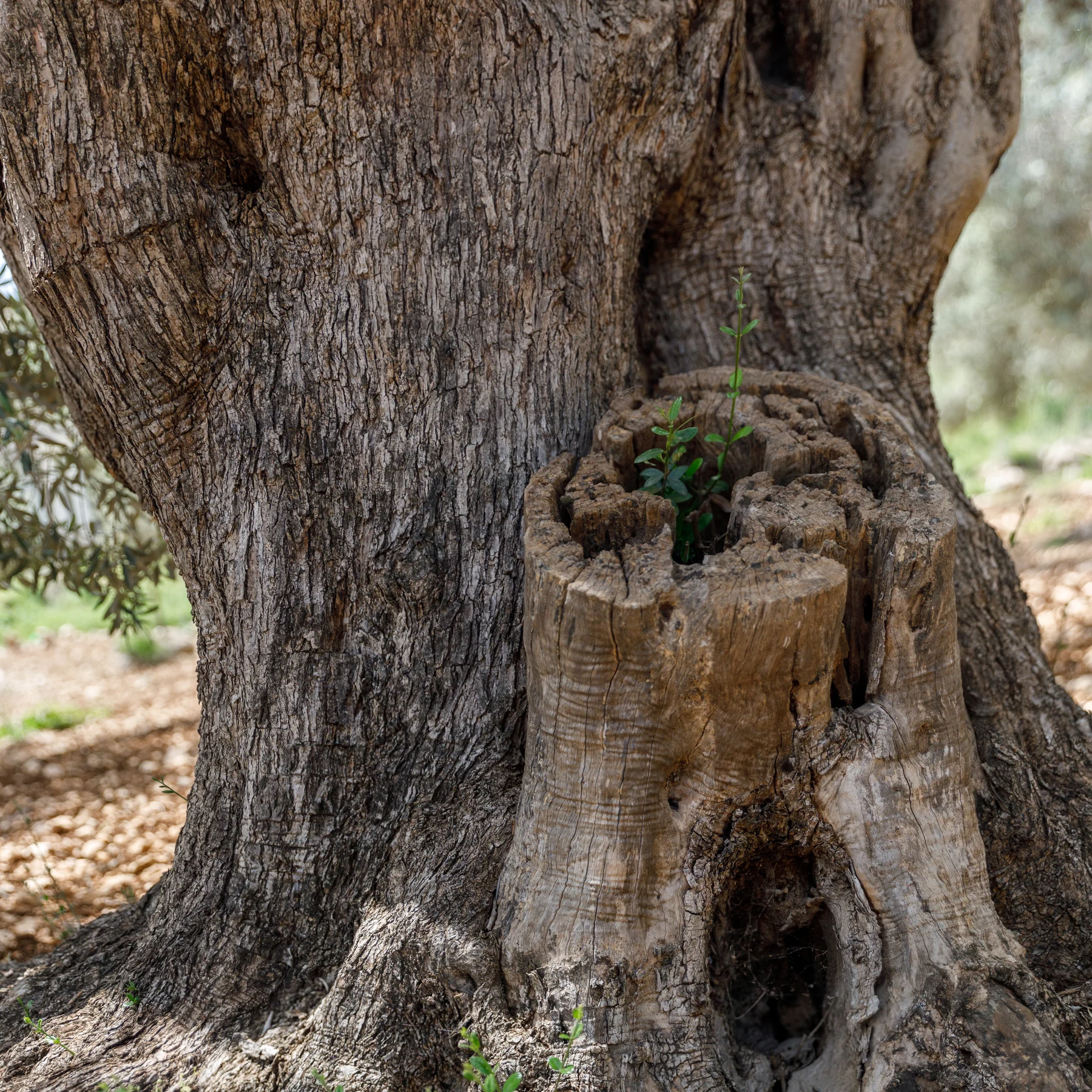 The base of an ancient olive tree, its trunk deeply fluted and hollowed by age, with a cut stump beside it from which a young green shoot is growing — Olea europaea, الزيتون