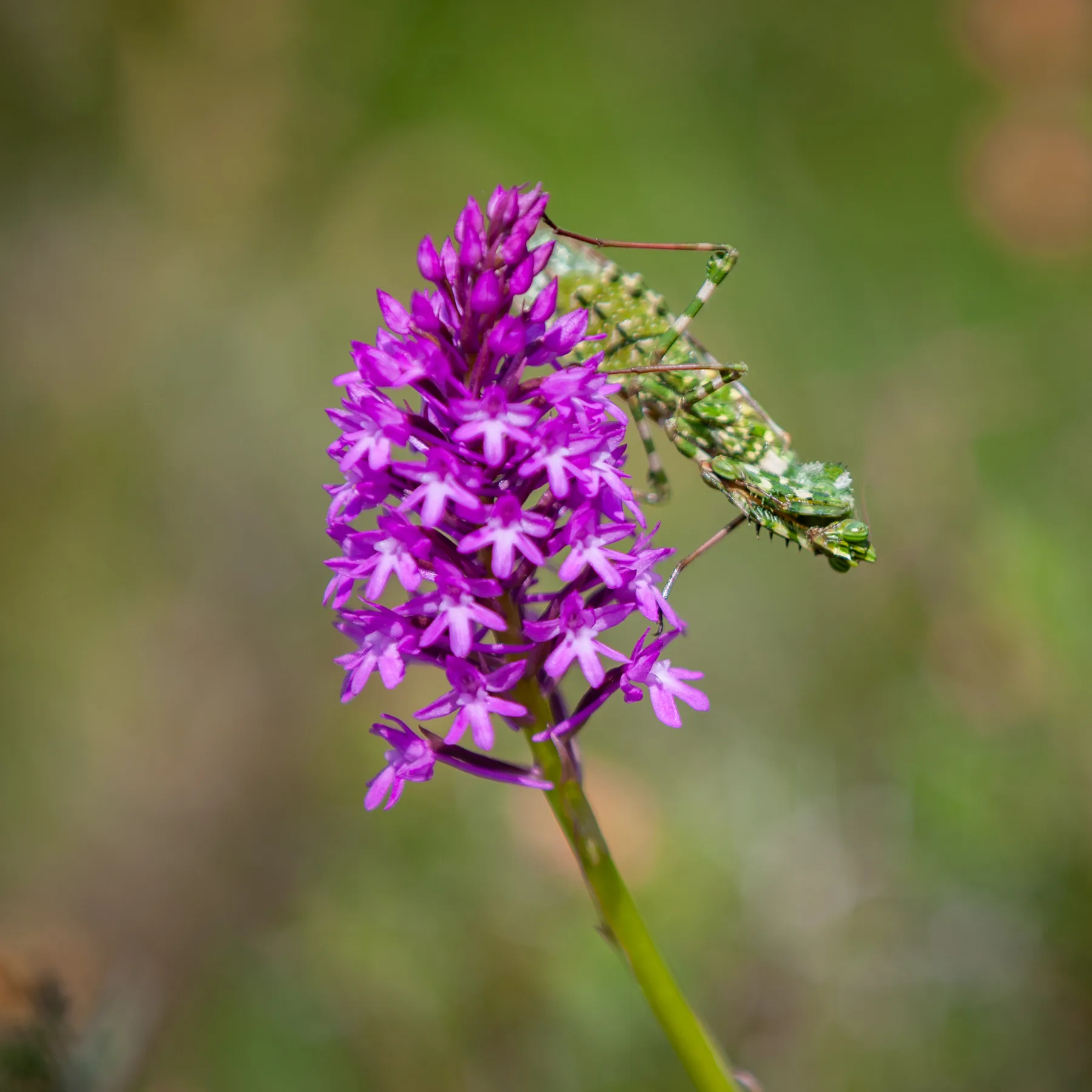 A pyramidal orchid: a dense cone of magenta flowers on a green stem, with a green bush-cricket climbing it