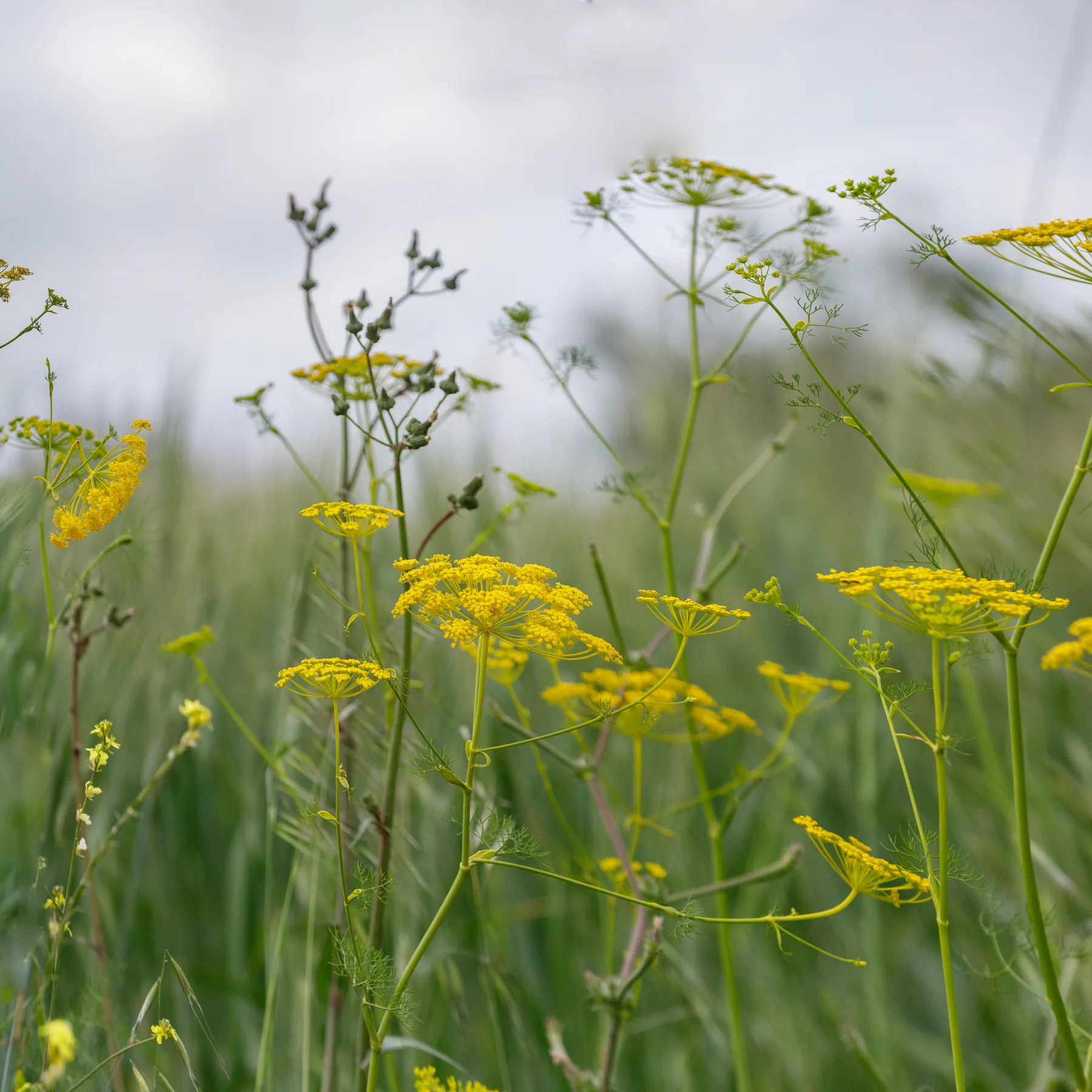 Wild fennel in yellow flower with fine feathery foliage, standing in a green field