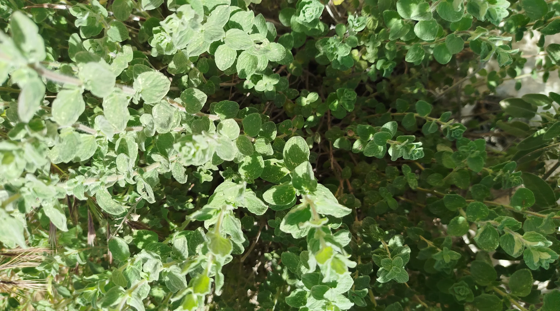 Wild za'atar growing among dry grasses on a Palestinian hillside, its grey-green leaves catching the light — Origanum syriacum, زعتر