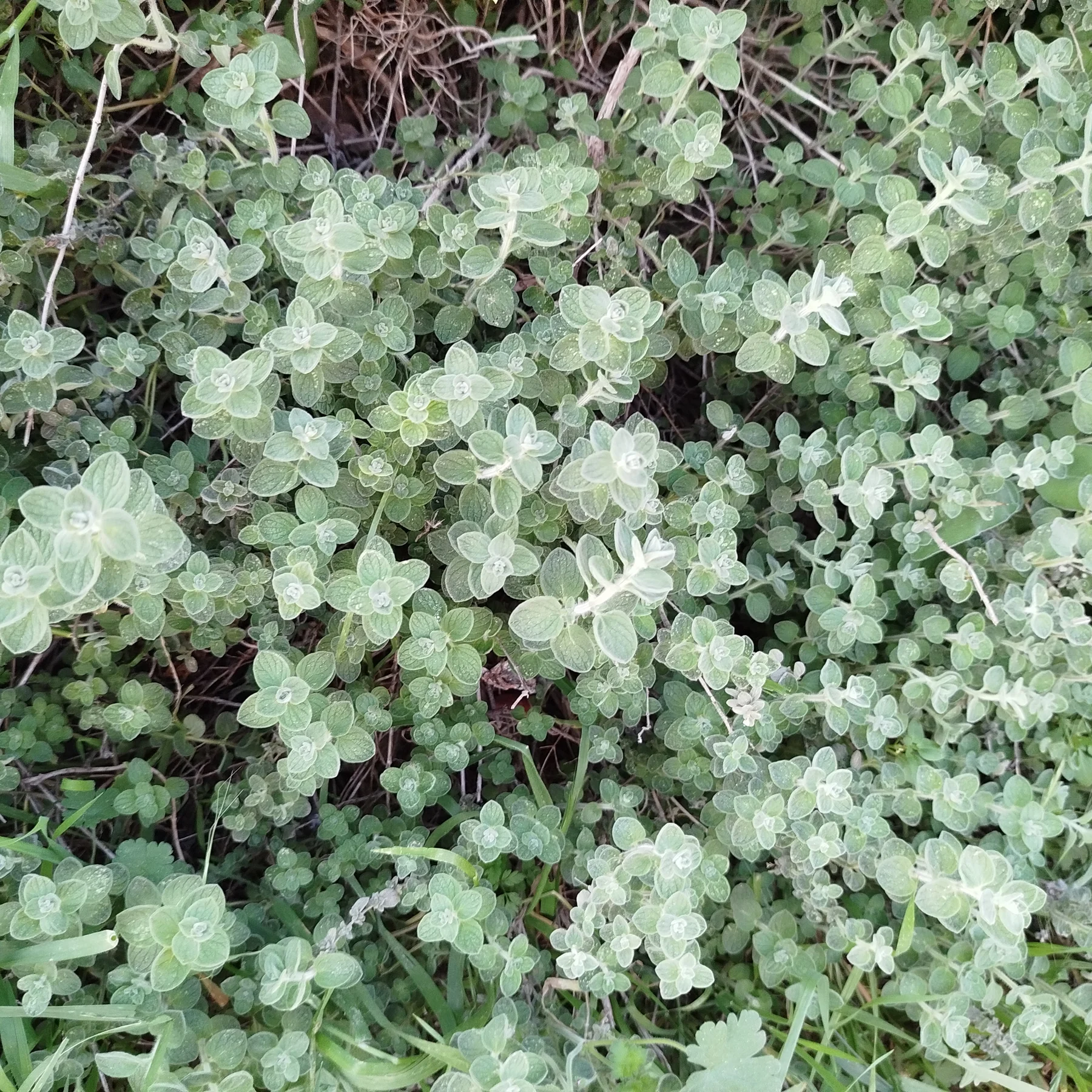A dense mat of wild za'atar: small rounded grey-green leaves in opposite pairs, densely felted with fine white hairs, spreading over stony ground — Origanum syriacum, زعتر
